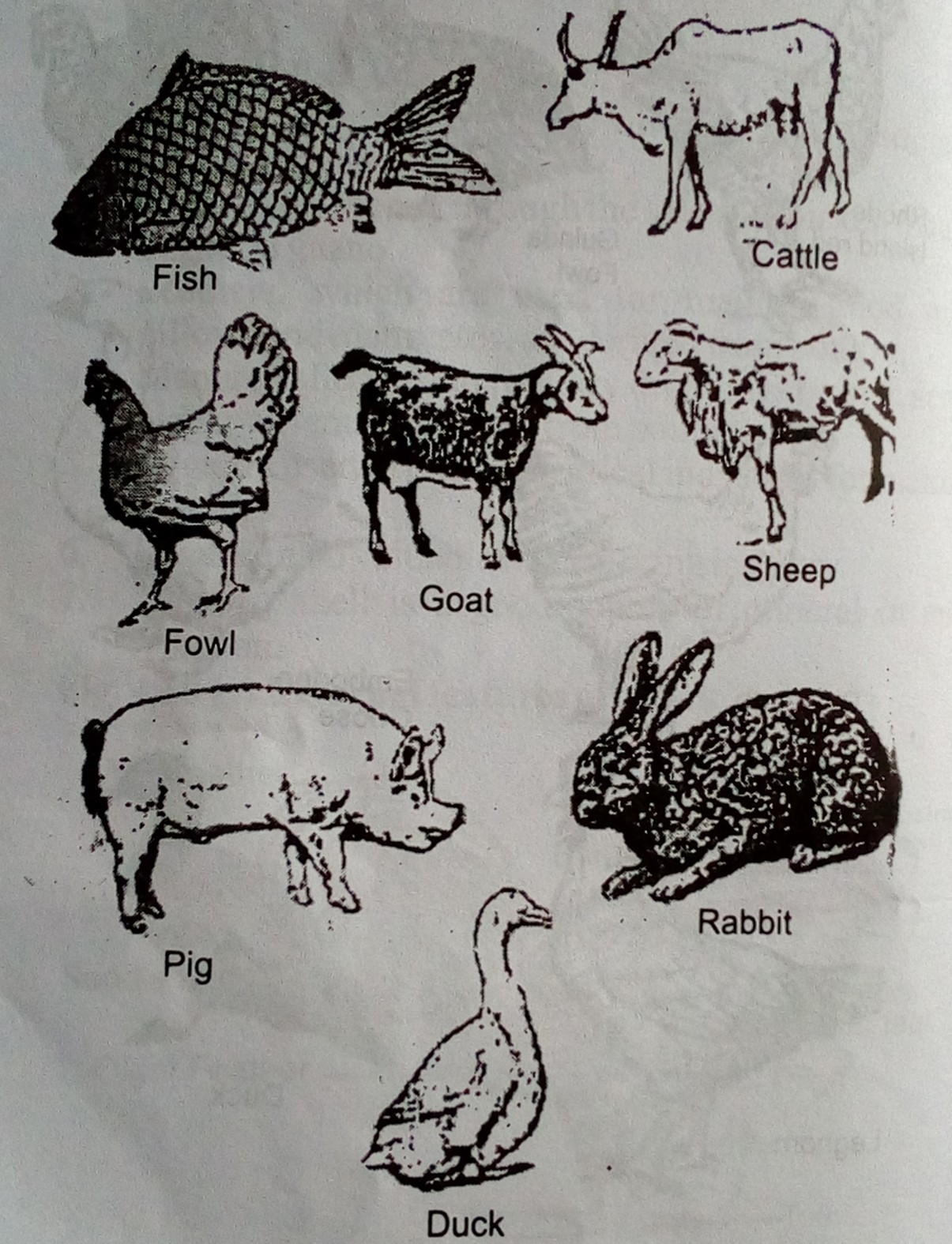 Lesson Note On Meaning of Farm Animals - Agricultural Science JSS1 Second  Term | ClassNotes
