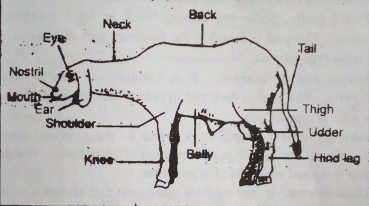 Classes of Farm Animals II