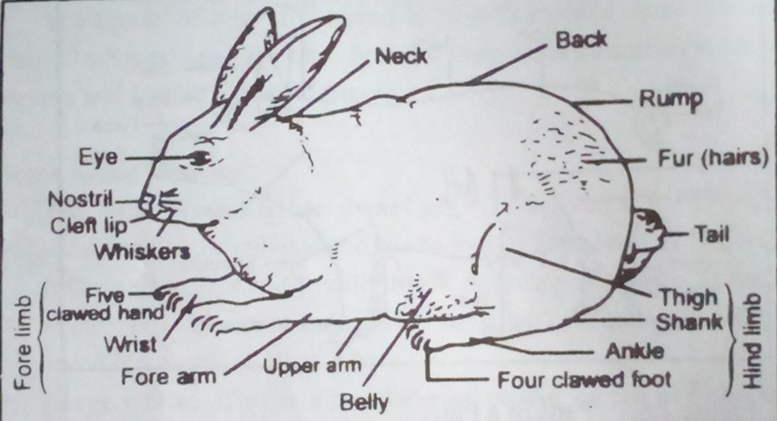 Classes of Farm Animals II