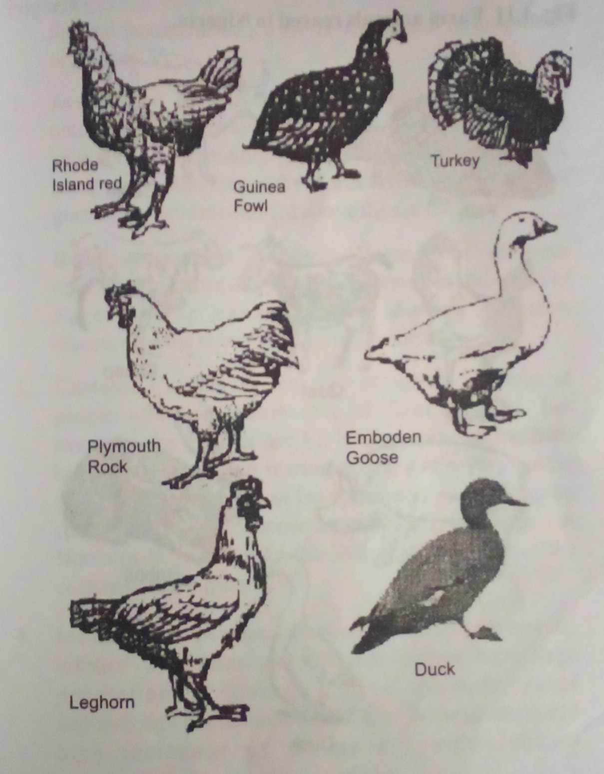 Classes of Farm Animals II