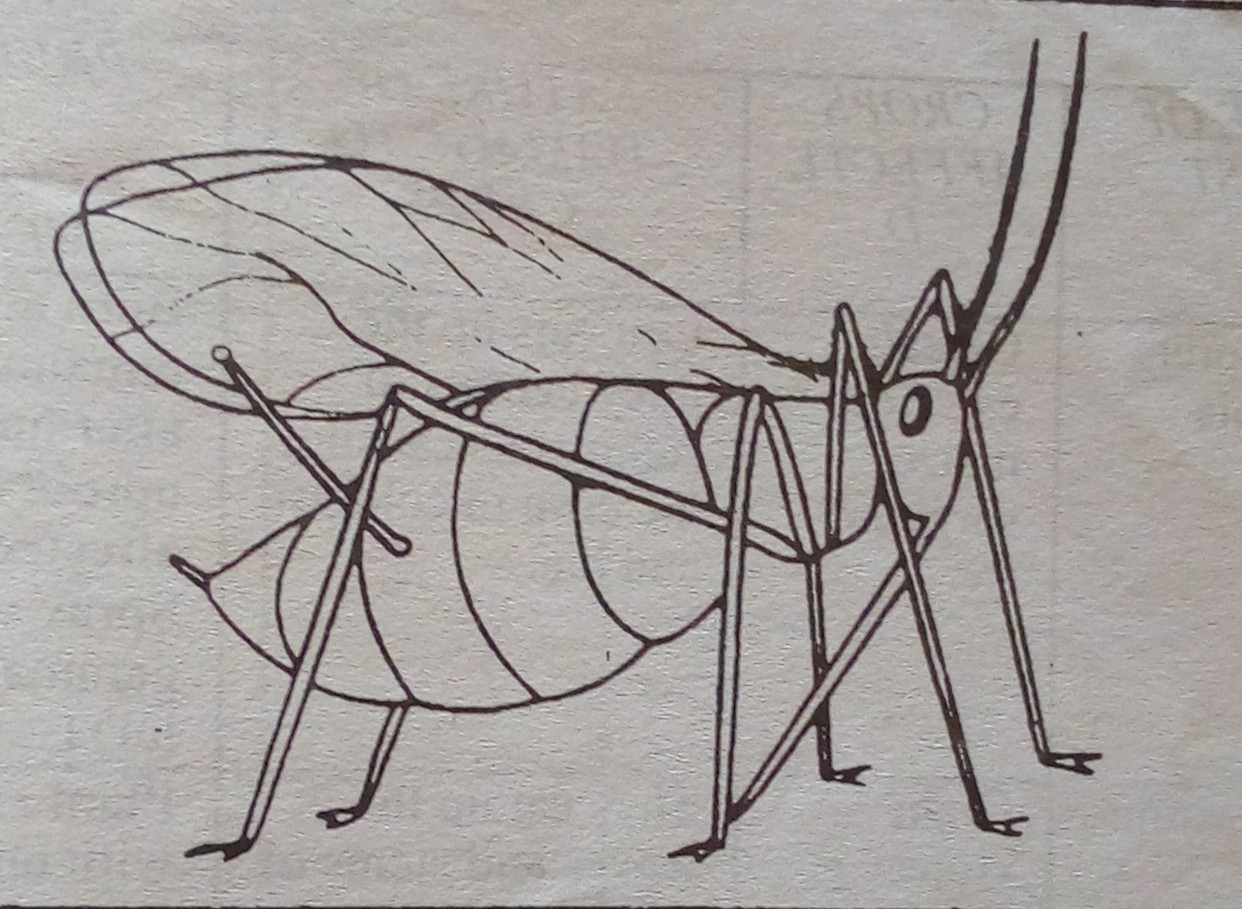 Classification of Insect Pest I