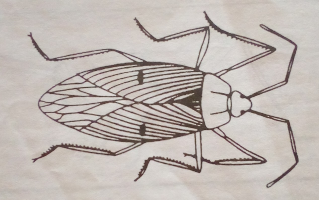 Classification of Insect Pest I