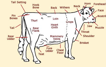 ANATOMY AND PHYSIOLOGY OF FARM ANIMALS