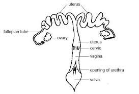 ANATOMY AND PHYSIOLOGY OF FARM ANIMALS