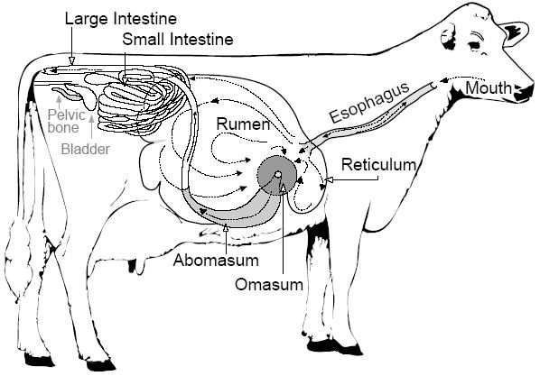 ANATOMY AND PHYSIOLOGY OF FARM ANIMALS