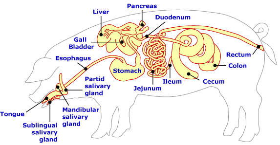 ANATOMY AND PHYSIOLOGY OF FARM ANIMALS