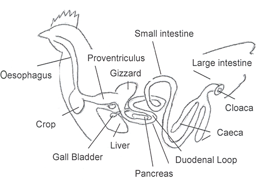 ANATOMY AND PHYSIOLOGY OF FARM ANIMALS