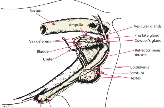 ANATOMY AND PHYSIOLOGY OF FARM ANIMALS