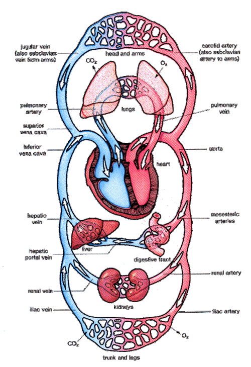 Systems of the body of farm animals.