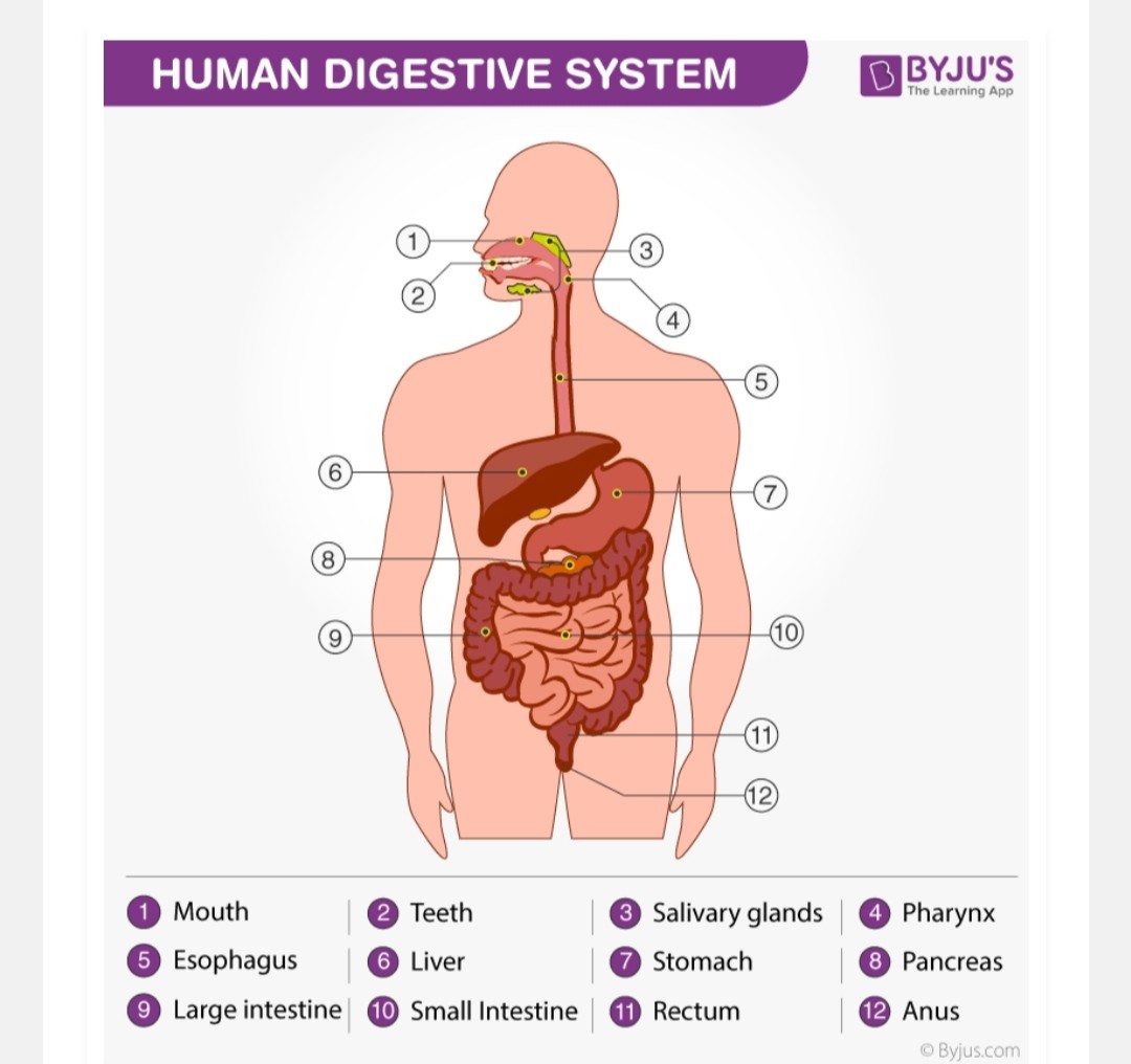 DIGESTIVE SYSTEM DIGESTIVE SYSTEM