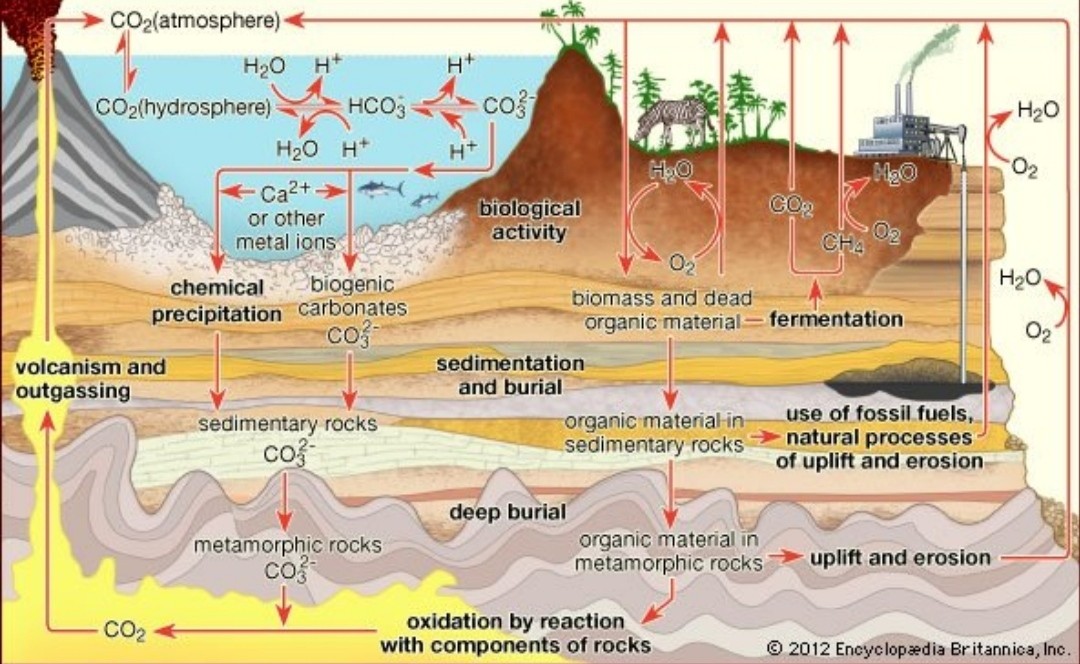 NUTRIENT CYCLING - CARBON, OXYGEN AND WATER CYCLES