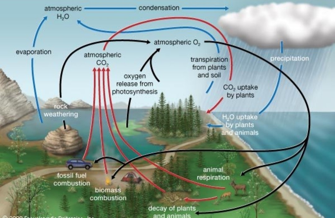NUTRIENT CYCLING - CARBON, OXYGEN AND WATER CYCLES