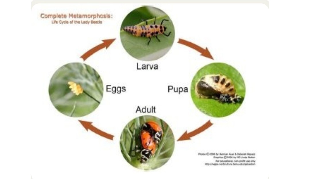 PESTS AND DISEASES OF CROPS- LIFE CYCLE OF PESTS