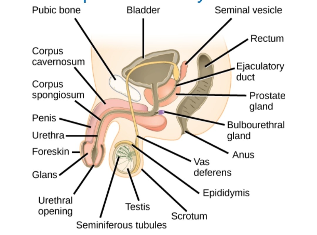 REPRODUCTIVE SYSTEM AND REPRODUCTION IN HUMANS