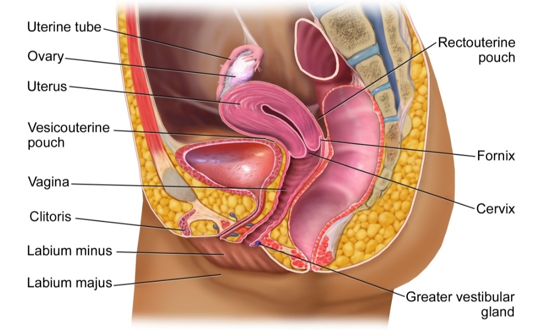 REPRODUCTIVE SYSTEM AND REPRODUCTION IN HUMANS