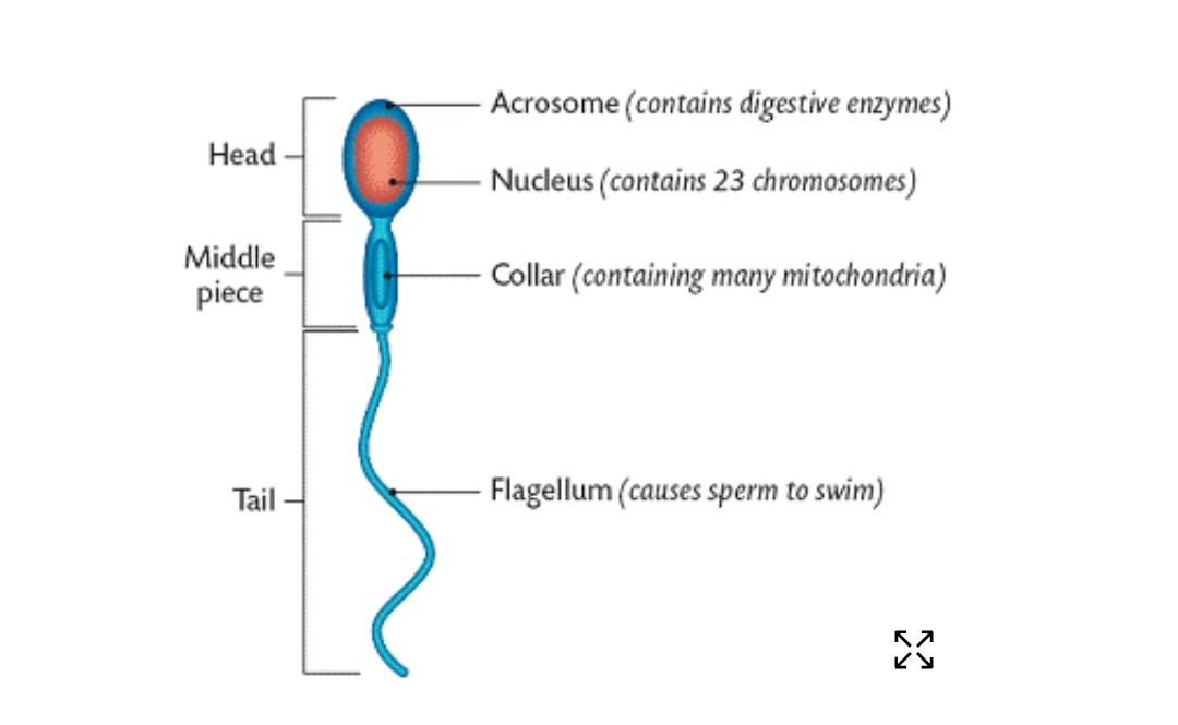 REPRODUCTIVE SYSTEM AND REPRODUCTION IN HUMANS