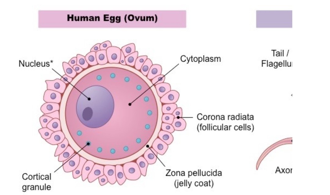 REPRODUCTIVE SYSTEM AND REPRODUCTION IN HUMANS