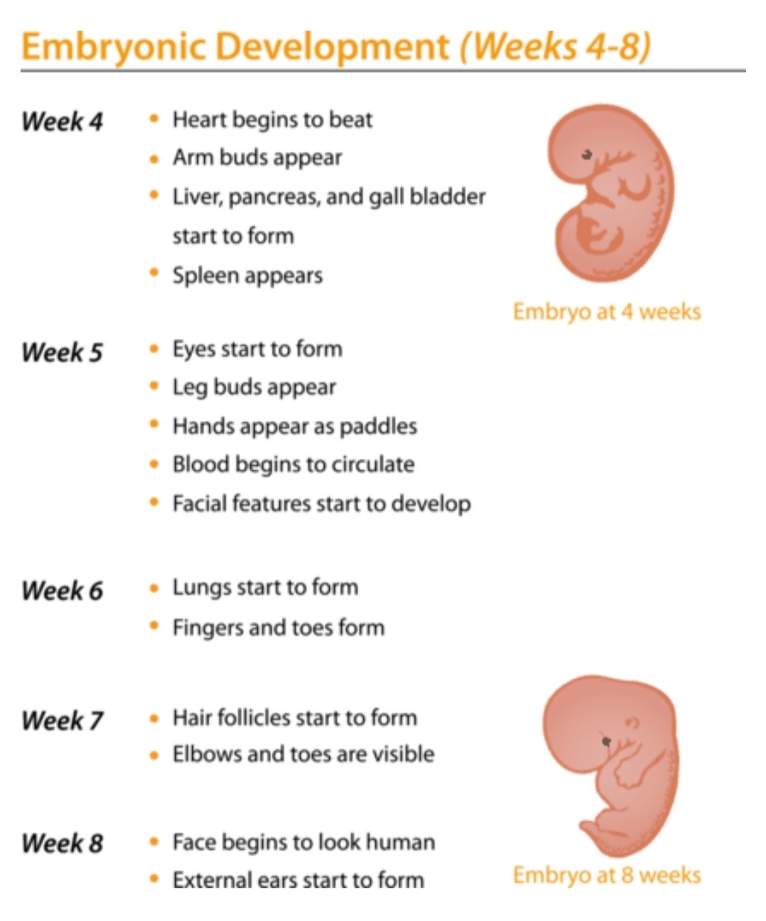 REPRODUCTIVE SYSTEM IN HUMANS - FERTILIZATION