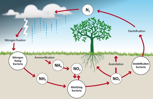 Plant nutrients and nutrients cycle