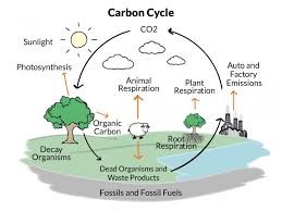 Plant nutrients and nutrients cycle