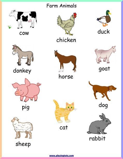 Lesson Note On Types and classification of farm animals. - Agricultural