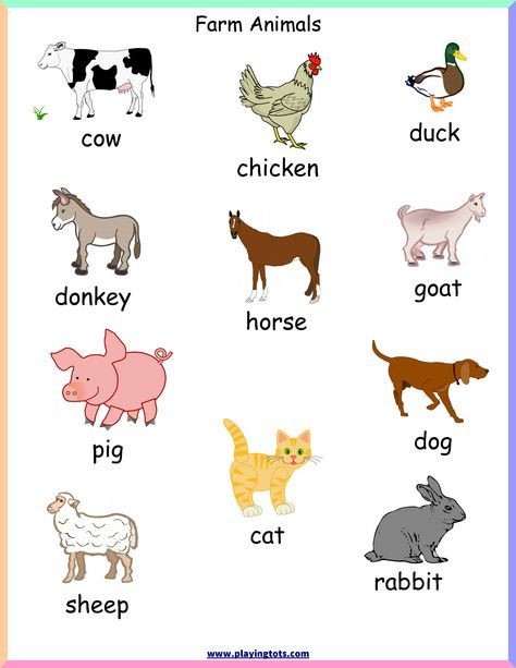 What Are The Main Classes Of Farm Animals