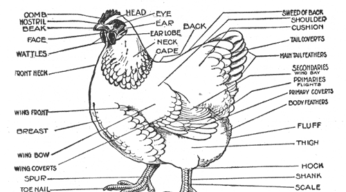 Livestock management.