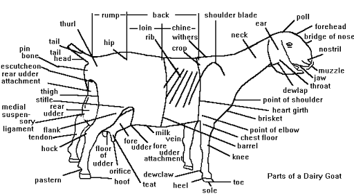 Livestock management.