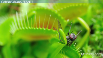 Living things 2 Living things 2